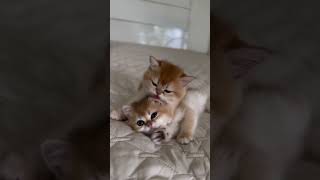 Kittens Meowing and Jumping For Feed [upl. by Yong394]