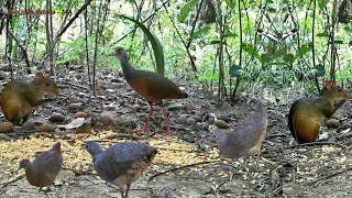 Cutias Jaós Sururina Juritis Saracuras e Nambu Preta Tesouros da Fauna Brasileira [upl. by Kidder416]