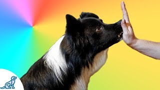 How To Teach Your Dog To Touch Your Hand Nose Target  Professional Dog Training Tips [upl. by Gasparo270]