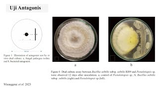 Mekanisme Antagonis dalam Menghambat Patogen Penyebab Penyakit  Metode dual culture [upl. by Birecree]