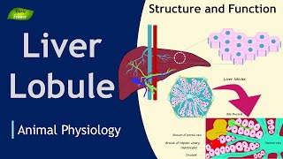 Liver Lobule  Structure  Function  Animation  Animal Physiology  Basic Science Series [upl. by Riane]