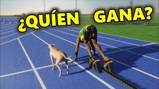 CARRERA USAIN BOLT vs PERRO más RAPIDO del MUNDO [upl. by Pearle409]