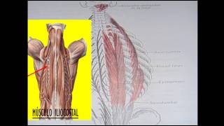 Músculos de los canales vertebrales [upl. by Norad855]