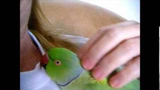 Petting Pookie the Parrot Indian ringneck parakeet [upl. by Yddor]