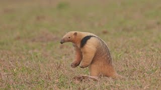 Brazil Photo Tour 2022 – Pantanal Moments and Rewinds – Cuties [upl. by Anahahs]