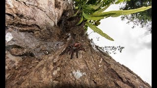 Caribena versicolor in nature  Martinique [upl. by Sven]