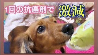 犬の抗癌剤治療〜癌が消えた？！？！〜 [upl. by Cece]