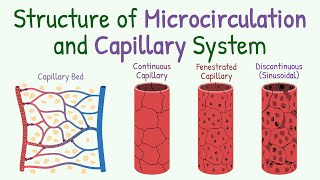 Structure of Microcirculation and Capillary System [upl. by Adaline515]