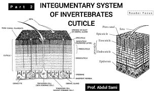 INTEGUMENTARY SYSTEM in Invertebrates The CUTICLE  BS Zoology animals zoology skin [upl. by Couture]