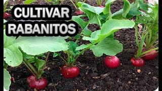 Como Cultivar Rabanitos En Recipiente Maceta O Huerto Urbano Sembrar [upl. by Ahsiener]