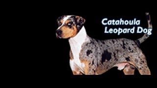 Louisiana Catahoula Leopard Dog Training ►► FREE Guide [upl. by Attenohs907]