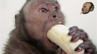 Capuchin Monkey amp Mushy Banana [upl. by Fishback]