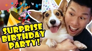 Corgis Priceless Reaction to His SURPRISE DOG BIRTHDAY PARTY [upl. by Stallworth]