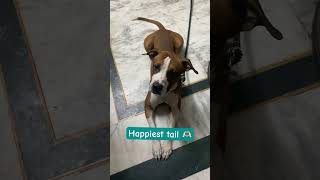 Happiest tail bruno pet animals animalfacts pitbull pitbulldog ytshorts viralshort trending [upl. by Schram592]