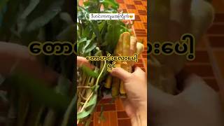 တောဟင်းလေးပေါ့ရှင် youtube burmesecurry cooking food myanmarfoodvlog cookingfood delicious [upl. by Irrem]