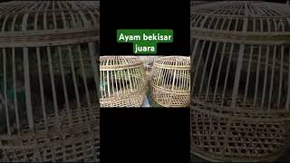 ayam bekisar juara nasional ayambekisarsuaramerdu bekisar ayam [upl. by Boak]