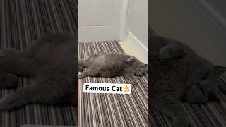 Famous British Shorthair Cat cat cats catshorts [upl. by Eiliah180]