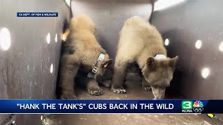 ‘Hank the Tanks’ cubs are released into the wild [upl. by Alyek424]