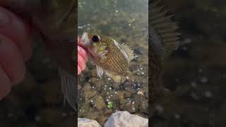 Fishing under a bridge fish fyp bass [upl. by Seel]