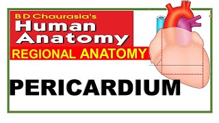 Chp18  Pericardium  BDC Vol 1  Thorax  Dr Asif Lectures [upl. by Esinart]