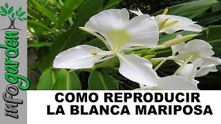 Como Reproducir y fertilizar La Blanca mariposa [upl. by Unam993]