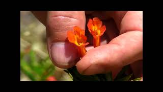 Island Monkeyflower Diplacus parviflorus Santa Cruz Island Channel Islands National Park [upl. by Yderf]