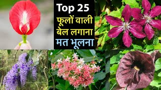 ये 25 Permanent फूलों वाली बेल पूरा घर महक से भर देंगी  Top Summer Flowering Vines And Creeper [upl. by Atoked838]