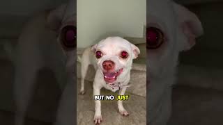 Meet The Chihuahua  Worst Dog Breed [upl. by Odnuges]