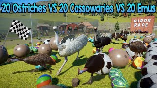 20 Ostriches VS 20 Cassowaries VS 20 Emus Animals Birds Race in Planet Zoo  Animal Animation [upl. by Lady]