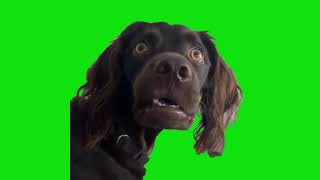 Im Listening Black Dog Meme Green Screen Template [upl. by Jerol490]