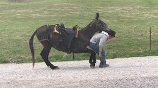 Dove  4 year old gaited Molly Mule for sale Watch this mount and dismount WOW ⁉️⁉️⁉️⁉️⁉️⁉️⁉️ [upl. by Audsley]