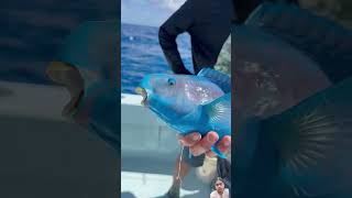 parrotfish colorfullfish ocean fishing polarblueparrotfish saltwaterfishing bloodparrotfish [upl. by Leirea]