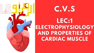 CVS 1st lec electrophysiology and properties of cardiac muscles [upl. by Riocard]