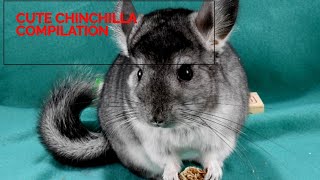 Cute chinchilla compilation [upl. by Towney]