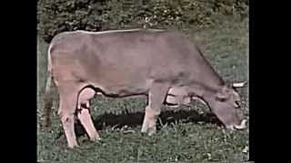 Leben und Arbeit in der Landwirtschaft ca 1958 [upl. by Clevey]