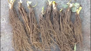 Indoor Hydroponic Strawberry  Day 1 Planting Bareroot Strawberries [upl. by Shanta]