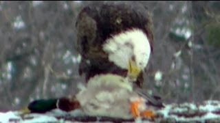 Astonishing video Bald Eagle Captures and Eats Duck [upl. by Aihsat343]