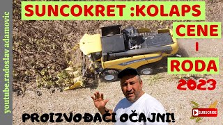 SUNCOKRET KOLAPS CENE I RODA 2023  PROIZVOĐAČI OČAJNI  SUNFLOWER PRICE AND YIELD 2023 COLLAPSE [upl. by Sweyn974]