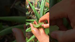 Discover the wonderful uses of aloe vera shorts aloevera [upl. by Assirt246]