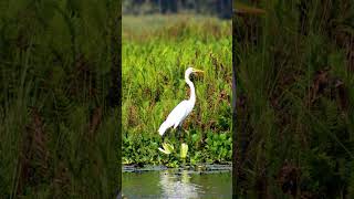 Elegant Egrets Graceful Beauty of Wetlands  Part 3 shorts [upl. by Nerrol]