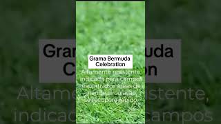 Grama para jardiminteriordesign arquitetura homedecor home diy inspiration plantas gramado [upl. by Maples]