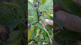 Datura metel seeds datura flowers garden biology [upl. by Beghtol]