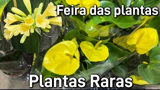 Feira da Madrugada Plantas a partir R400 ATUALIZADO [upl. by Notnarb397]