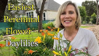 Daylilies The Easiest Perennial Flower amp I have 1000 subscribers [upl. by Euridice]