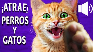 ❤️ ¡GATOS MAULLANDO para tu PERRO o GATO  ¡Garantizado ❤️ [upl. by Nostaw]