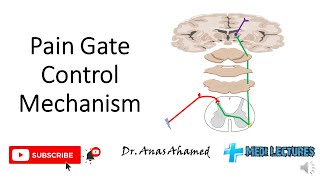 Pain gate control mechanism gate control theory tamil [upl. by Borek]