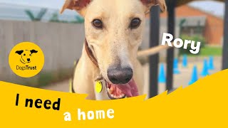 Rory the funloving Lurcher  Dogs Trust Leeds [upl. by Harle]