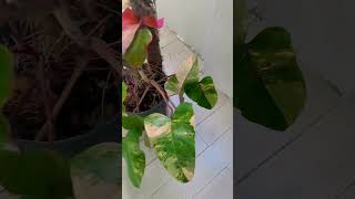 Beautiful Plant philodendron strawberryshake plantmalaysia plantscollection collector [upl. by Nalepka]