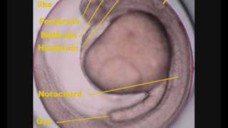 Zebrafish Danio rerio development [upl. by Euqinomod]