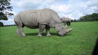 Driving through Knowsley Safari Park [upl. by Naashom]